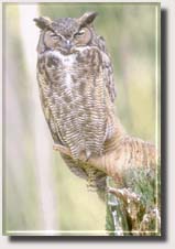 Owl